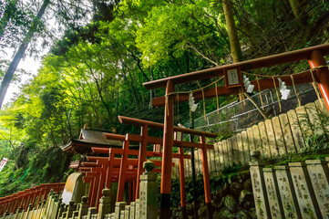 京都 狸山不動院の参道を彩る鳥居のトンネルと夏の新緑