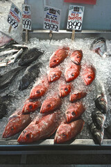 Portland, Maine, USA: Rows of red snapper and black sea bass on ice, for sale at an indoor fish market.