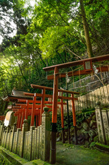 Fototapeta premium 京都 狸山不動院の参道を彩る鳥居のトンネルと夏の新緑