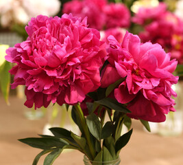 Kansas peony, double-flowered peony with flowers that bloom in shape of rose. Leaves are dark and stems are red