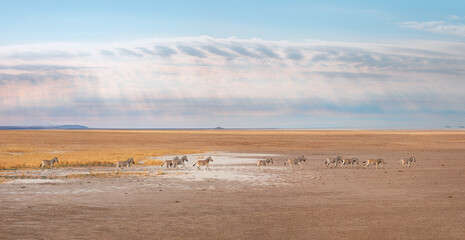 Group of Zebras running across the African savannah - Etosha National Park, Namibia 