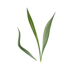 Set of watercolor painted meadow grasses. Medicinal herbs. drawing of green herbs and flowers, painted wild plants, decorative herb frame, floral background, hand-painted nature element . Application 