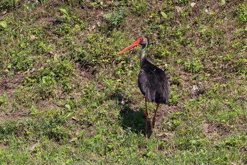 black stork (Ciconia nigra) in summer