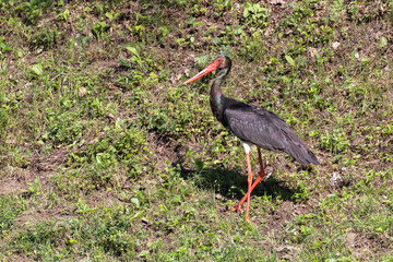 black stork (Ciconia nigra) in summer