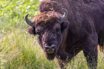 European bison (Bison bonasus) portrait