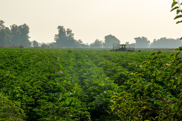 Agricultores con un tractor, cosechando un campo de cultivo de Calabacines. Imagen a contraluz.
