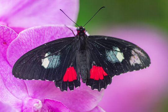 Iphidamas cattleheart  butterfly, (Parides iphidamas), with open wings on a violet orchid