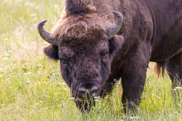 European bison (Bison bonasus) portrait