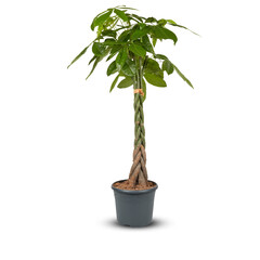 braid tree in pot Cut out, isolated transparent