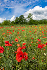 Poppy field in Transylvania, Romania