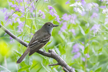  great crested flycatcher (Myiarchus crinitus)