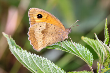 Großes Ochsenauge.Maniola jurtina.(Linnaeus, 1758)