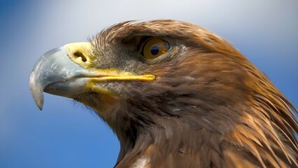 A close-up photo of an eagle. A very beautiful picture of the eagle.