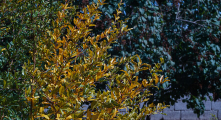 Obraz na płótnie Canvas The leaves of the tree are yellow
