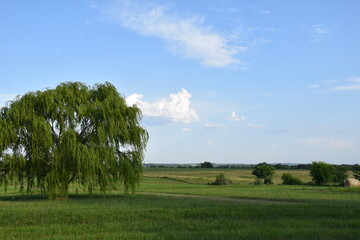 Fototapeta premium Field
