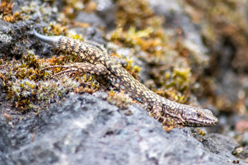 Lizard on the hunt for insects on a hot volcano rock warming up in the sun as hematocryal animal in macro view, isolated and close-up to see the scaled skin of the little saurian in detail eye to eye