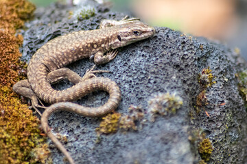 Lizard on the hunt for insects on a hot volcano rock warming up in the sun as hematocryal animal in macro view, isolated and close-up to see the scaled skin of the little saurian in detail eye to eye