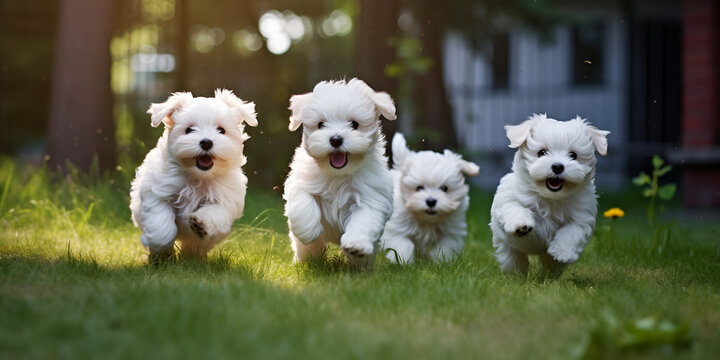 Maltese Puppies, Snow white maltese dogs, generative Ai