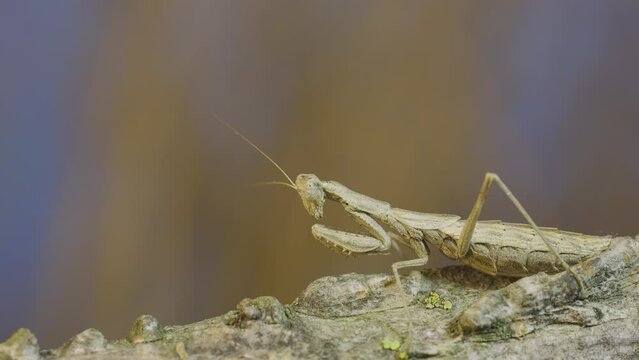Close-up of female praying mantis sitting on tree branch, masquerading against its background, froze and looks into the camera and rotates her head around. Crimean praying mantis (Ameles heldreichi)