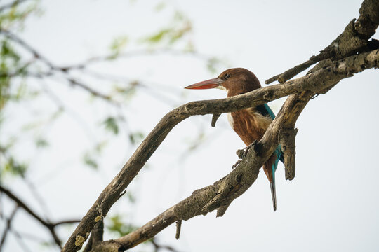 White-throated kingfisher