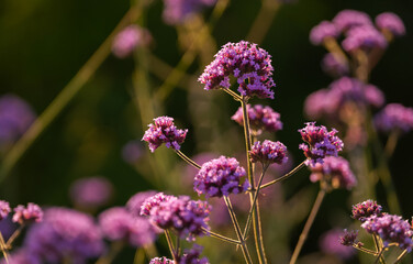 Purple meadow vivid color flowers in sunset light. Floral photography.
