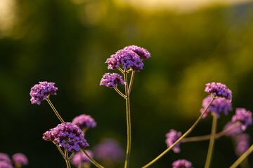 Purple meadow vivid color flowers in sunset light. Floral photography.