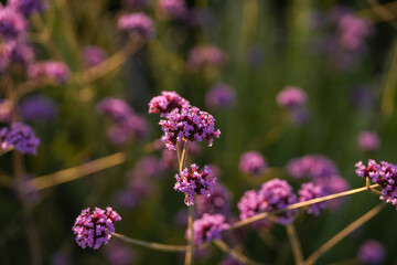 Fototapeta premium Purple meadow vivid color flowers in sunset light. Floral photography.