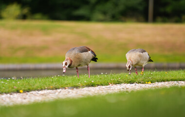Close up photo with a Nile Egyptian Goose (Alopochen aegyptiaca) standing and eating on a green lawn grass. Common ducks birds photo.