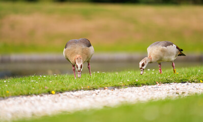 Close up photo with a Nile Egyptian Goose (Alopochen aegyptiaca) standing and eating on a green lawn grass. Common ducks birds photo.