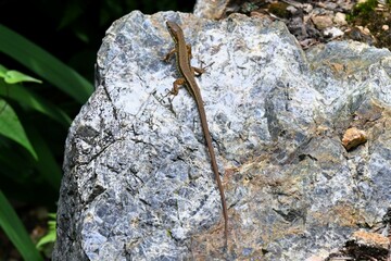 ニホンカナヘビ