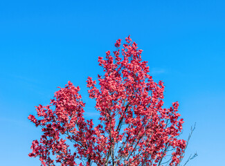 Pink Tree on the Background of the Summer Sky