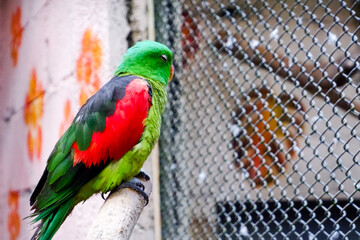 Selective focus of red winged parrot perched in its enclosure in the afternoon. Great for educating children about wild animals. © Rezza