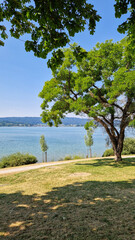 Seeufer Sommer am schönen Radolfzell am Bodensee 