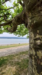 Seeufer Sommer am schönen Radolfzell am Bodensee 