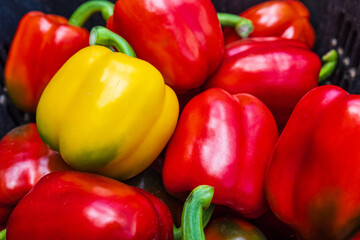 The colorful of bell peppers during harvest time.