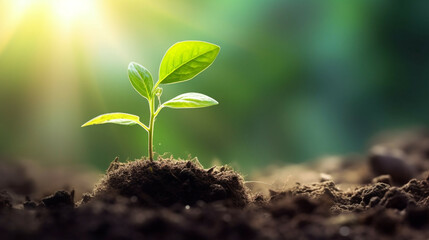 Fototapeta na wymiar Green seedling growing from seed on blurred nature background, Ecology concept.Save the environment and global climate change.Green world and earth day concept.Carbon credit concept.