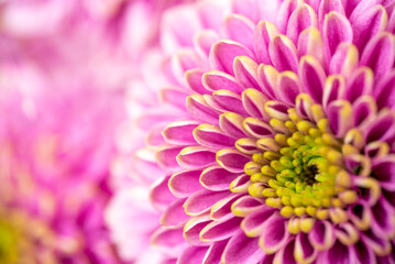 Close up of a pink dahlia flower,floral abstract background