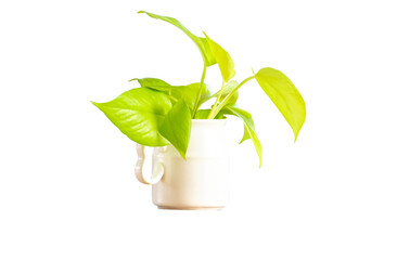 Beautiful green Spotted betel plant in white pot isolated on transparent background. PNG File