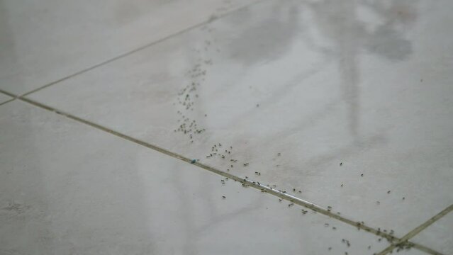 Row of ants running on white tiles in slow motion closeup. High angle view close-up insects in house apartment indoors