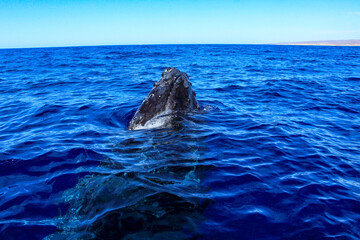 Fototapeta premium Head of a humpback whale emerging from the deep sea waters of Cabo San Lucas in Baja California Sur, Mexico after surfacing to breathe the air of the Pacific Ocean.