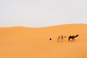 Fototapeta na wymiar Camels in the Sahara desert, near Merzouga, Morocco. 