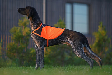 Young black and white Greyster dog posing outdoors wearing an orange reflective safety dog vest standing on a green grass in summer