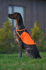 Young black and white Greyster dog posing outdoors wearing an orange reflective safety dog vest sitting on a green grass in summer