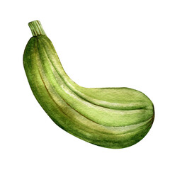 Hand drawn green zucchini isolated on white background. Clipart, illustration. Vegetables, poster, postcard, placard.