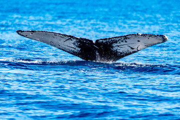 Fototapeta premium Tail of a humpback whale diving in the deep sea waters of Cabo San Lucas in Baja California Sur, Mexico.