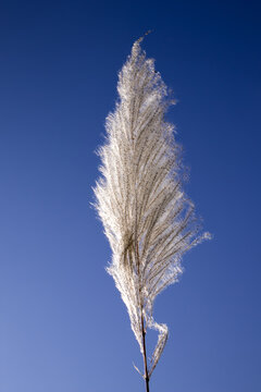 Morning Serenity: A White Reed Flower (Kashful) Amidst Beautiful Blue Sky with the sun glittering behind.