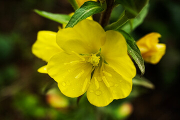 Obraz na płótnie Canvas Yellow Evening Primrose flowers and green leaves on dark blurry background top down plant view
