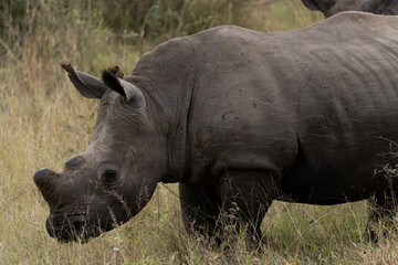 Fototapeta premium rhino in the wild