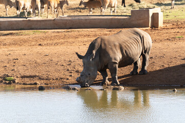 rhino drinking water