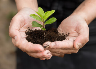 Hands-On Growth of a Delicate Green Seedling, Human Hand Folding a Small Plant with Care